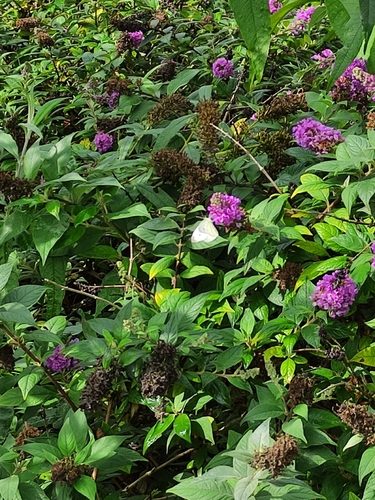 Small White