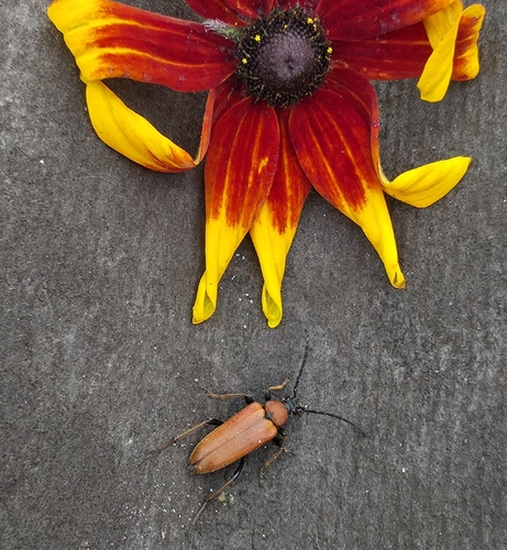 Red Pine Longhorn Beetle