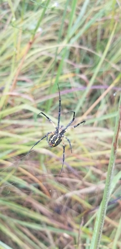 Yellow Garden Spider
