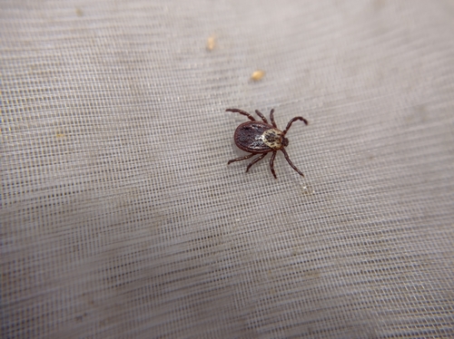 Ornate Cow Tick