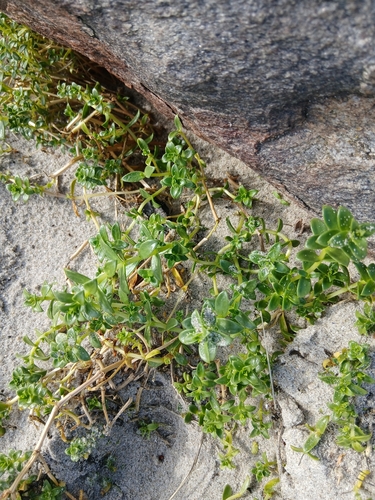 Sea Sandwort