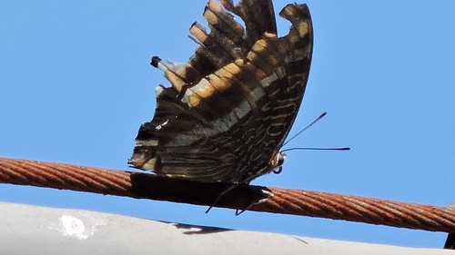 Two-tailed Pasha