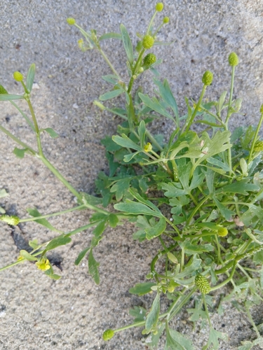cursed crowfoot