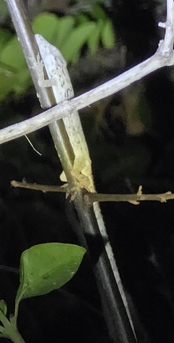 Jamaican Twig Anole