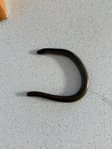 Common Slowworm