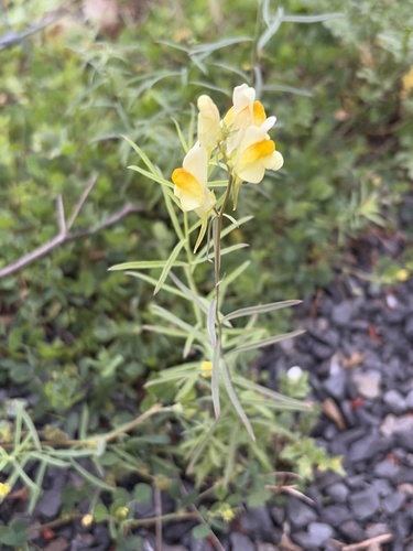 common toadflax