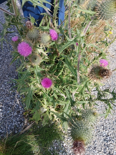 Bull Thistle