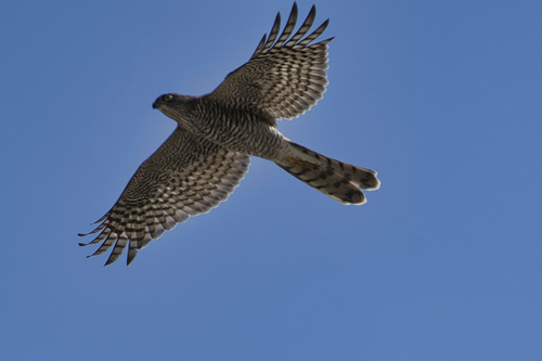 Eurasian Sparrowhawk