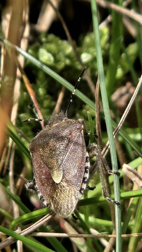 Sloe Bug