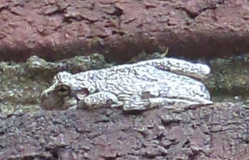 Gray Treefrog Species Complex