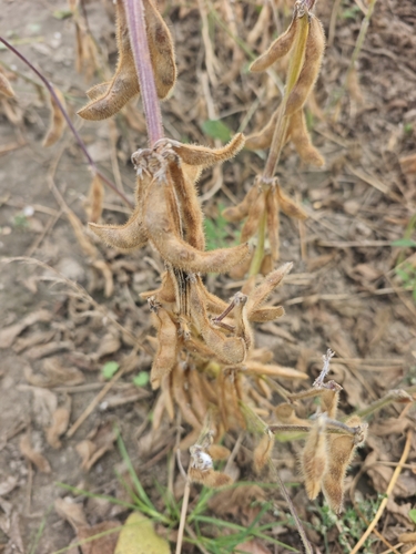 Soybean