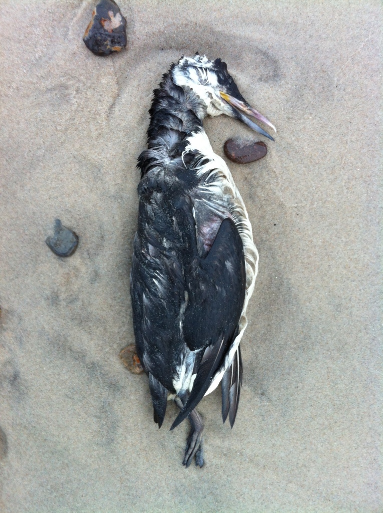 Common Murre from Nordsøen, DK on October 11, 2014 at 06:16 PM by Jens ...