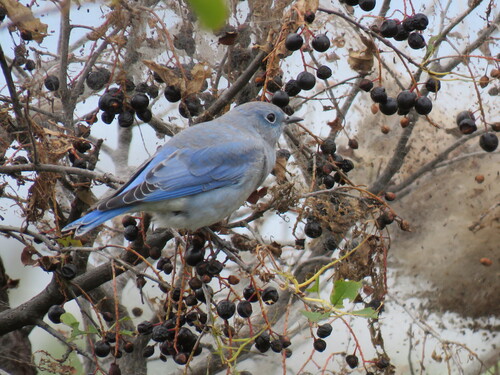 Mountain Bluebird