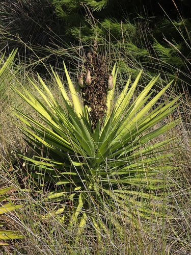 Aloe Yucca