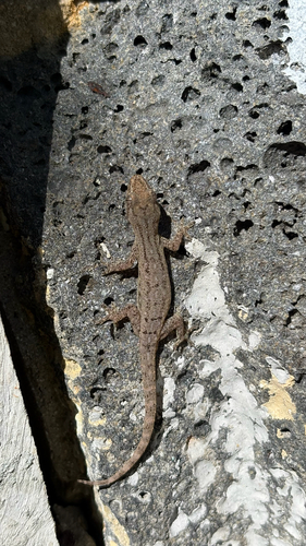 Asian House Gecko