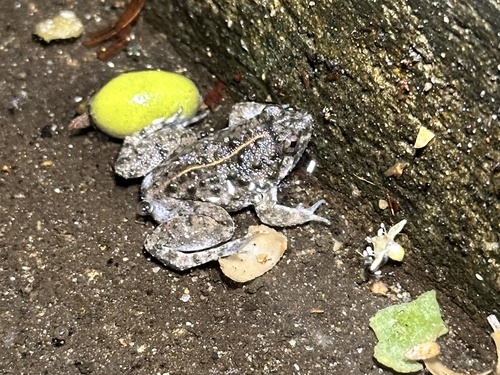 Round-tongued Floating Frog