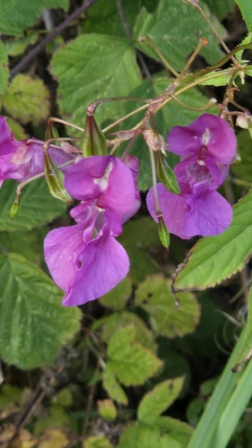 Himalayan balsam