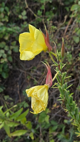Large-flowered Evening-primrose