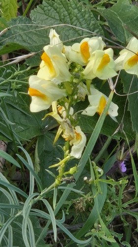 common toadflax