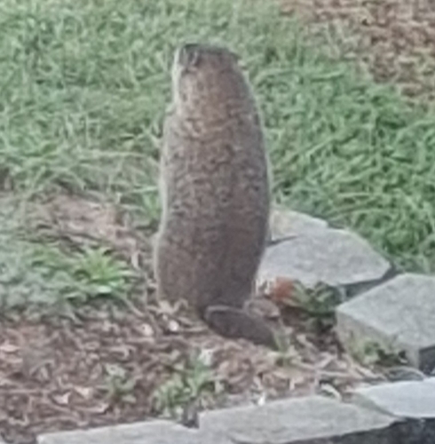 Groundhog