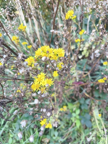 ragwort