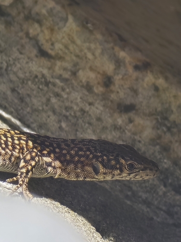 Podarcis lusitanicus