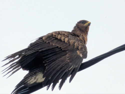 European Honey-buzzard