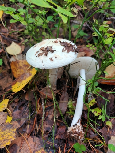 False Death-cap