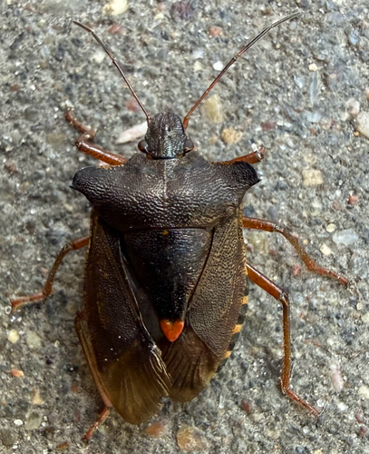 Forest Bug
