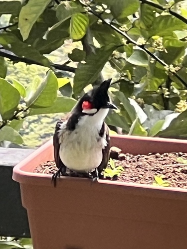 Red-whiskered Bulbul
