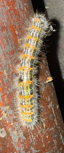 Buff-tip