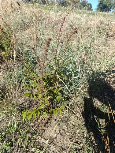 common agrimony
