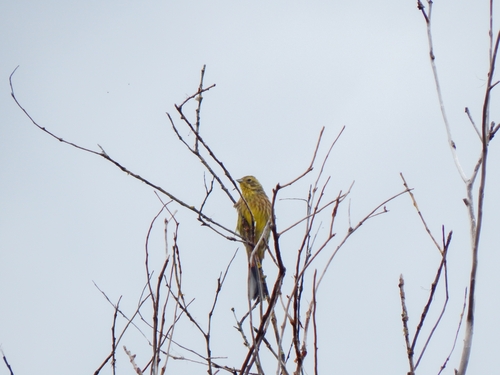 Yellowhammer