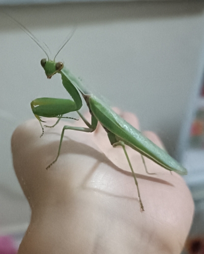 Transcaucasian Giant Mantis