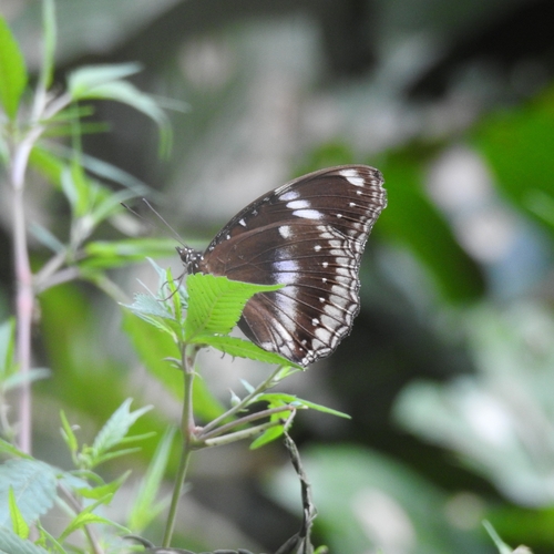 Great Eggfly