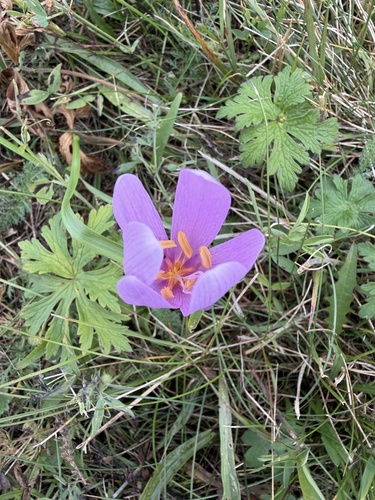 Autumn Crocus