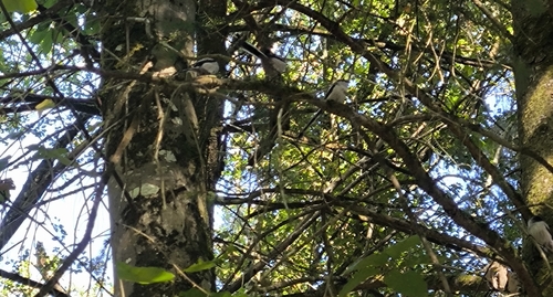 Long-tailed Tit