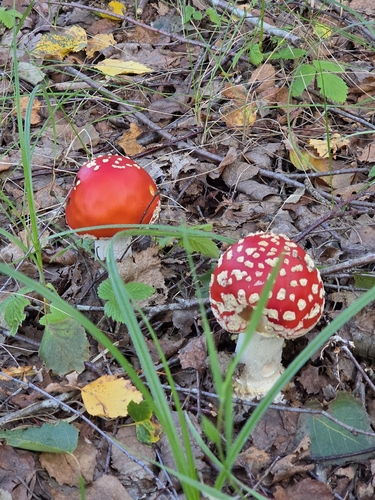 Fly Agaric