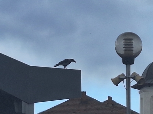 Hooded Crow
