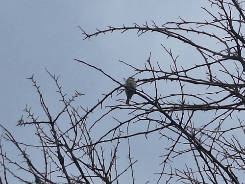 Eurasian Blue Tit
