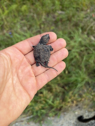 Common Snapping Turtle