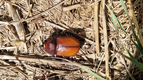 Oryctes nasicornis corniculatus