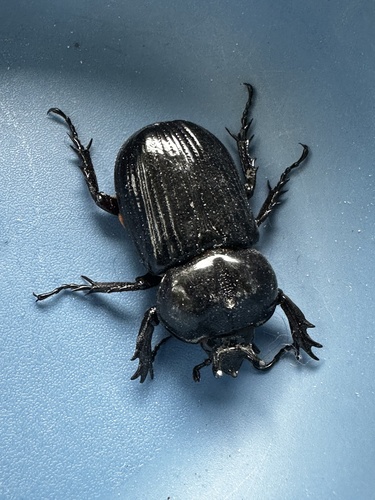 Triceratops Beetle