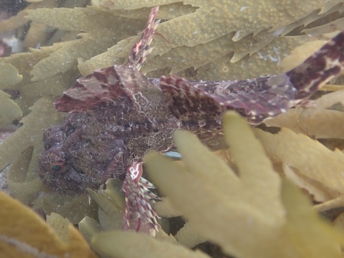 Longspined Bullhead