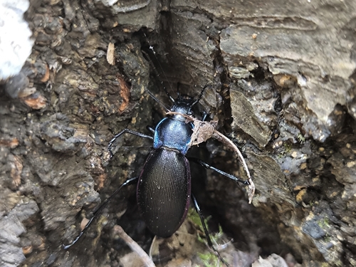 Carabus purpurascens