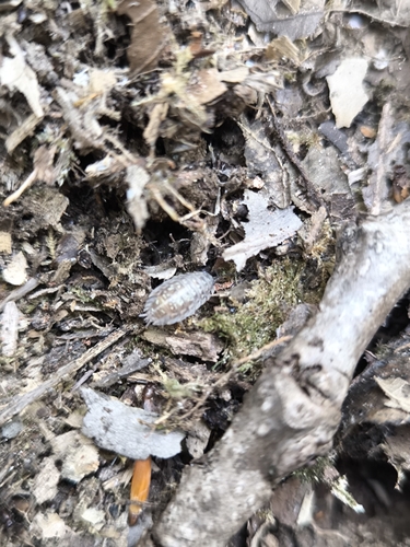 Common Shiny Woodlouse