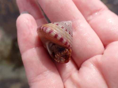 European Painted Top Shell