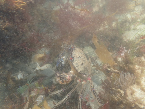 Velvet Swimming Crab