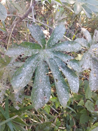 Pumpwood