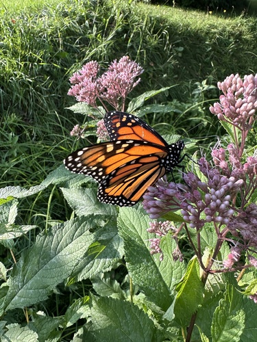 Monarch